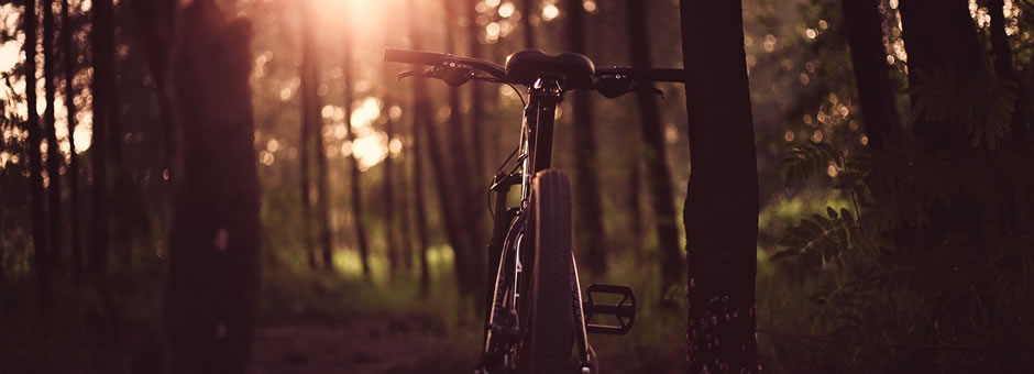 bike in dark autumn wood